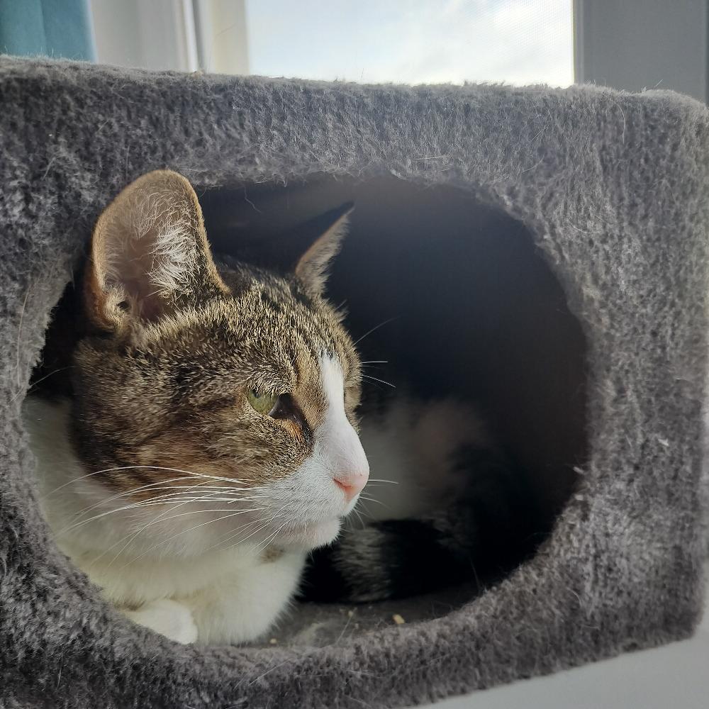 Photo de Capitaine Traï